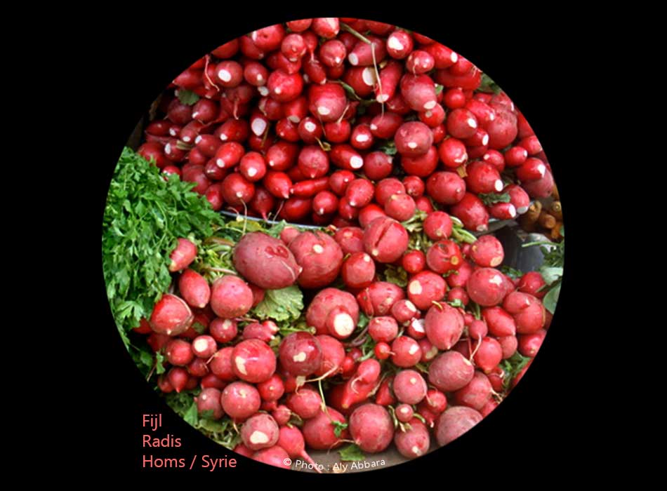 Radis de la Syrie : الفجل السوري