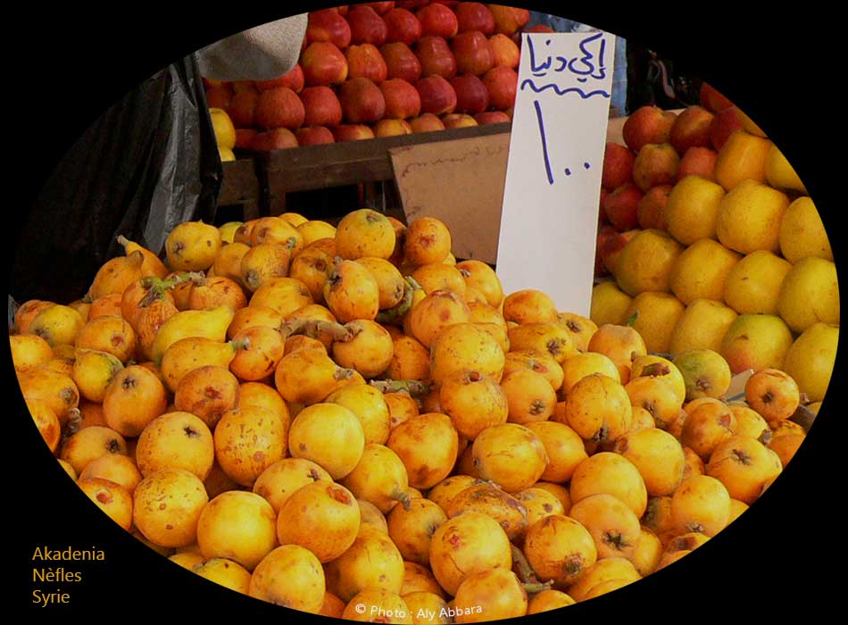 Nèfles : akadinia - أكادينيا