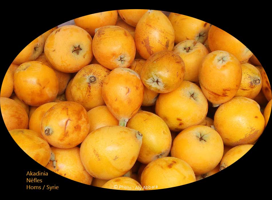 Nèfles : akadinia - أكادينيا (زعرور بستاني ـ زعرور جِرماني)