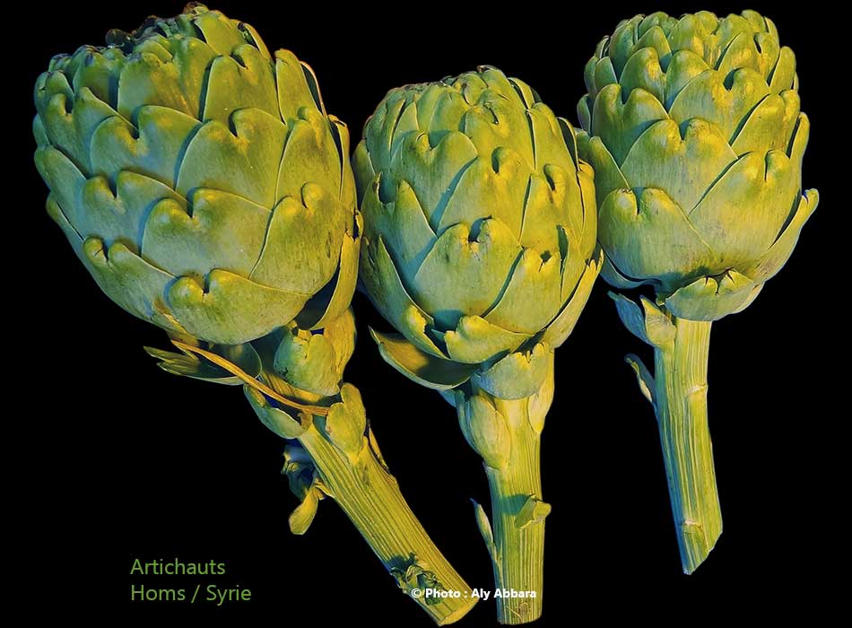 Artichauts : أرضي شوكي