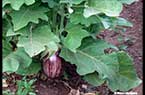 Plante d'aubergine -  نبتة الباذنجان