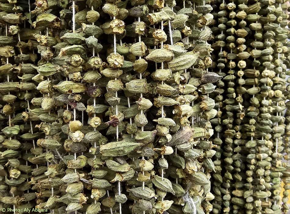 Bami (gombo ; gombaud) - cornes asséchées - باميا، بامياء، بامية 