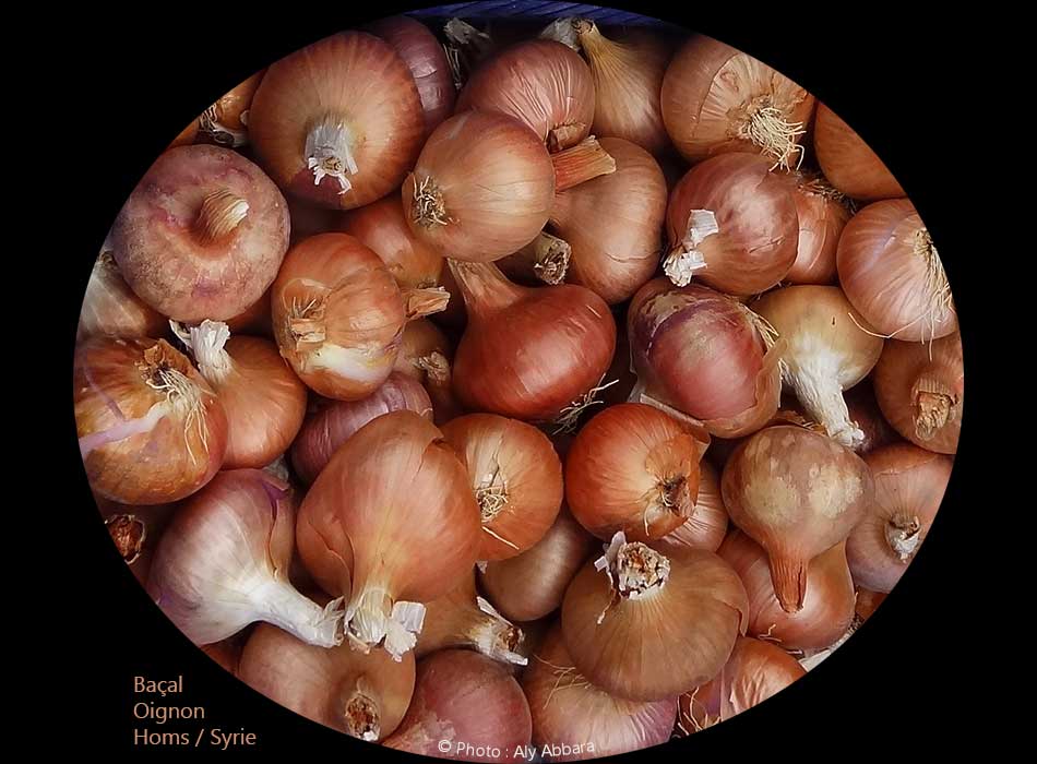 Oignons  : baçal  - بَصَل