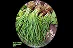 Oignons  verts : baçal  akhdar - بَصَل أخضر