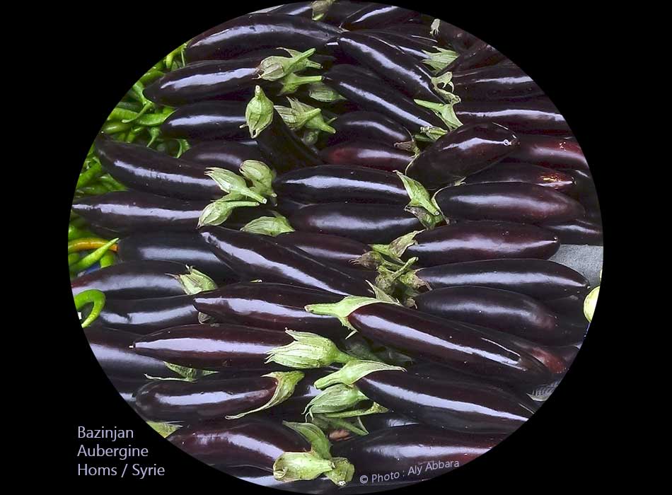 Aubergine : bazinjan - باذنجان أو بيض الجان