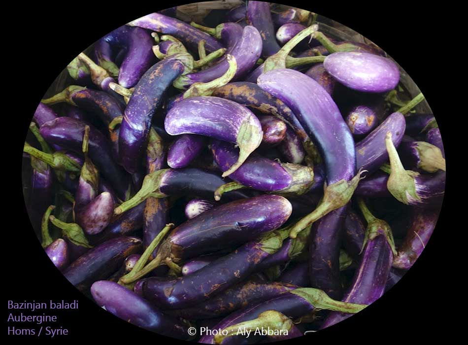 Aubergines allongées -   باذنجان بَلَدي 