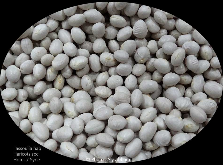 Haricots secs : fassoulia Hab - فاصوليا حَب
