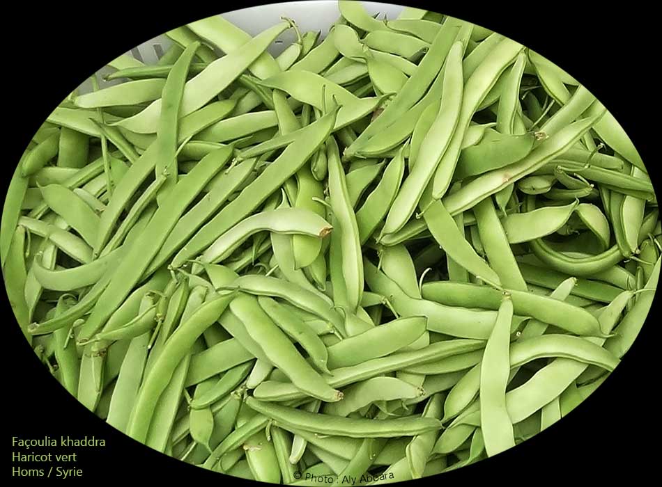 Haricots verts : fassoulia khaddra - فاصوليا خضراء