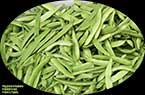 Haricots verts : fassoulia khaddra - فاصوليا خضراء