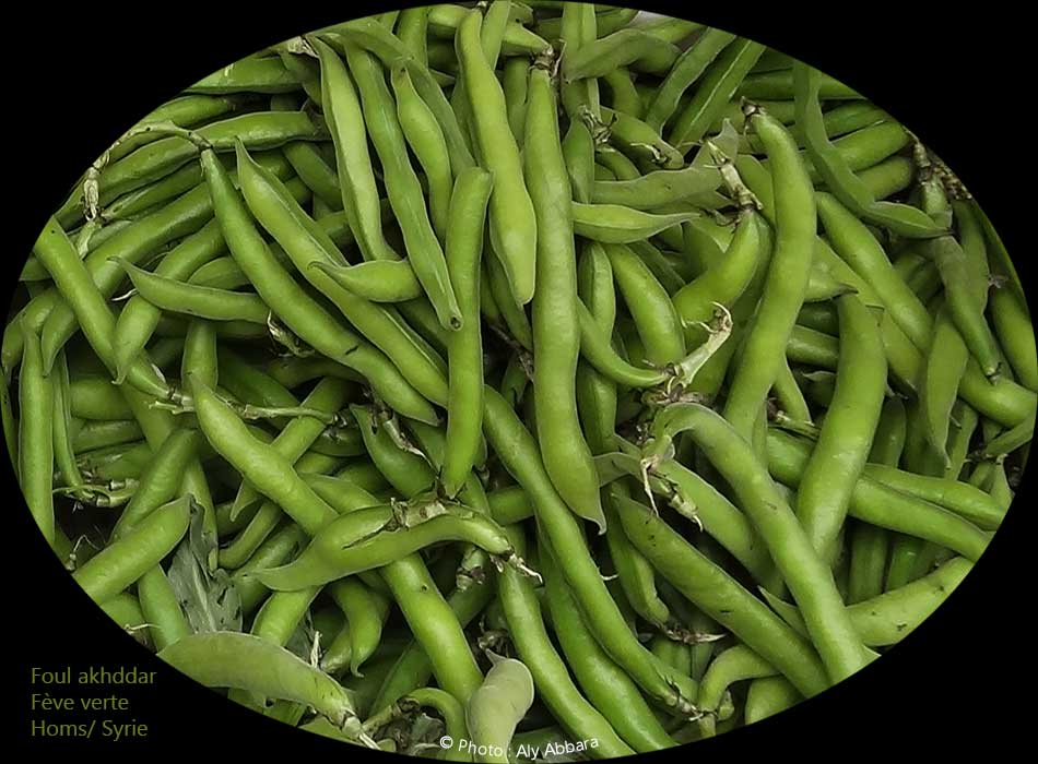 Gousses vertes de fève  : foul akhaddar - قرون الفول الأجضر