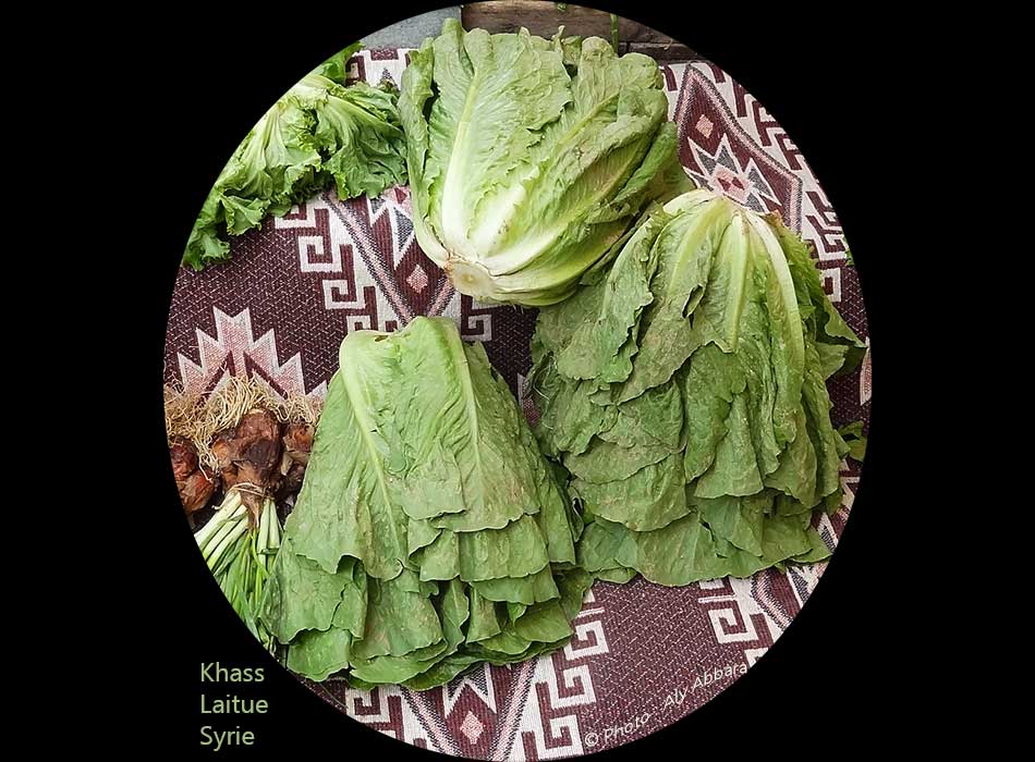 Laitues  : khass (khassate) - خَس ـ خَسَّة وخَسَّات