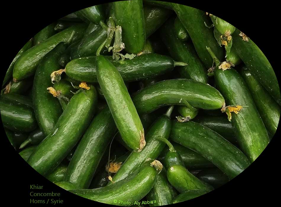Concombres  : khiar - خِيار