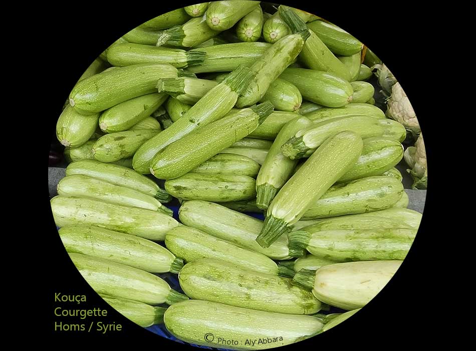 Syrie - courgette : kouça - كوسا 