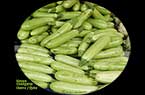 Syrie - Courgette : kouça - كوسا 