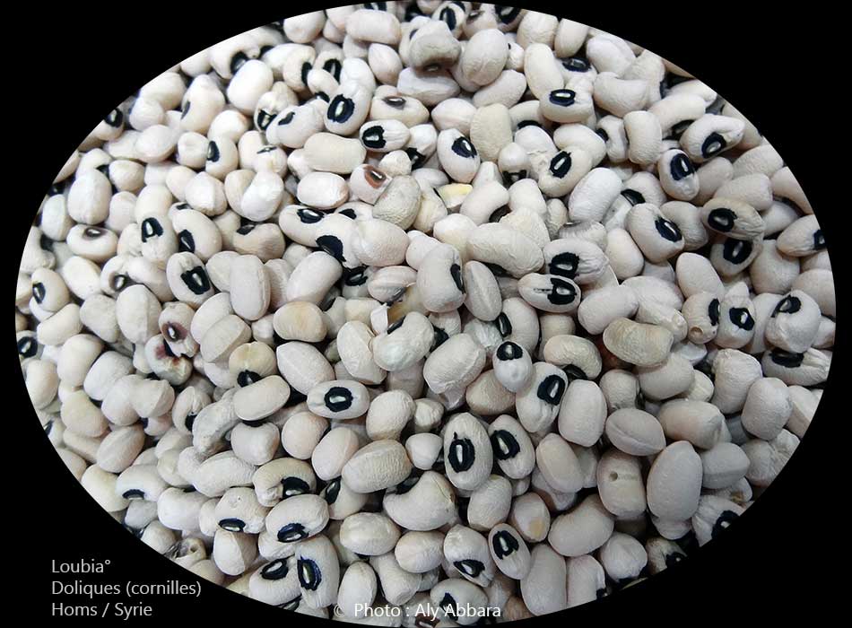 Doliques (cornilles) secs : loubia Hab -  لوبياء حَب