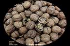 Noix (fruits de noyer) : الجَوْز