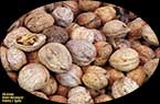 Noix (fruits de noyer) : الجَوْز