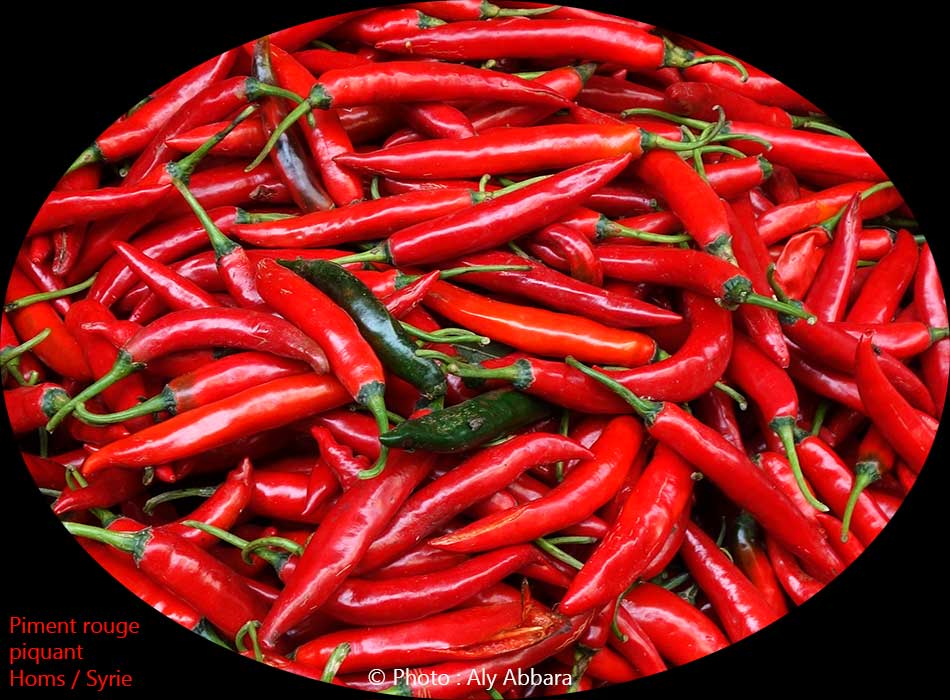 Piments rouges piquants : فليفلة حمراء حَرَّة ـ لاذعة ـ حِرِّيف