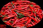 Piments rouges piquants : فليفلة حمراء حَرَّة ـ لاذعة ـ حِرِّيف