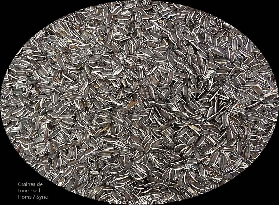 Graines de tournesol  : حَب عَبَّاد الشمس