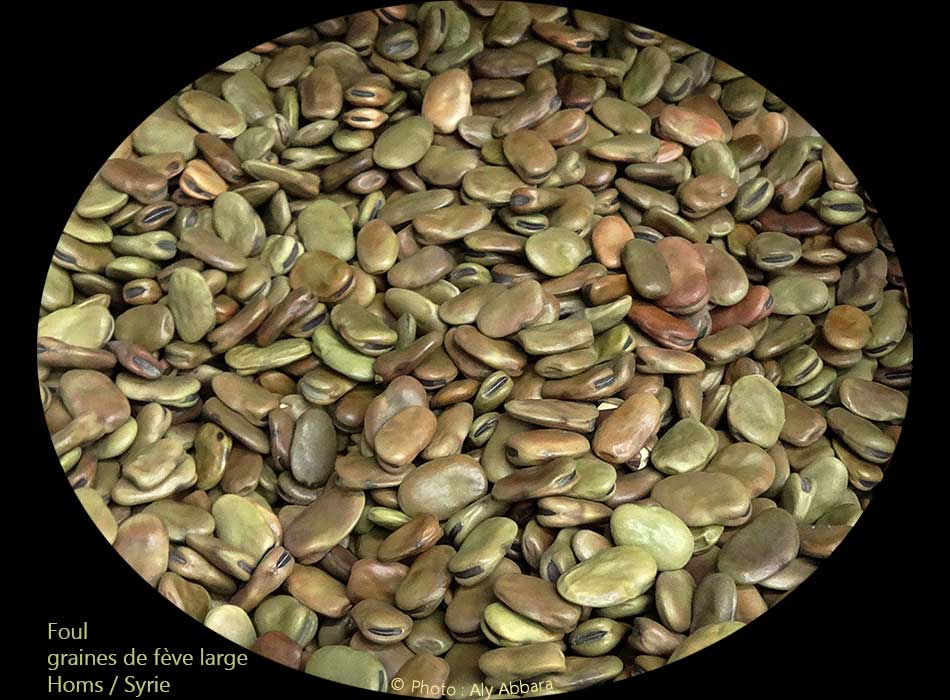 Syrie : Fève large (foul) crue -  فول عريض نيئ