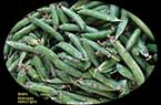 Petits pois verts : bazilla° khaddra - بازلَّاء خضراء (بازاليا)