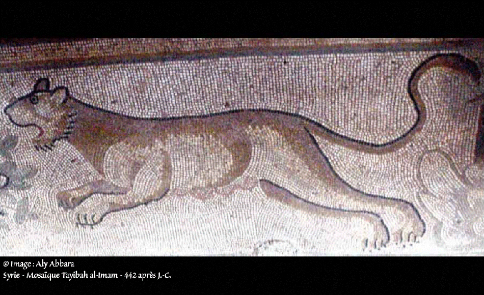 Une lionne attaquant - 442 ap. J.-C. (époque byzantine) - Syrie intérieure - mosaïque de Tayibat al-Imam (طيبة الإمام) - Syrie(سوريا)