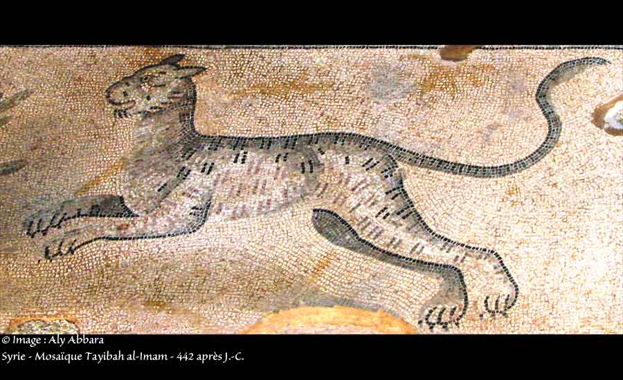 Un léopard en cours - 442 ap. J.-C. (époque byzantine) - Syrie intérieure - mosaïque de Tayibat al-Imam (طيبة الإمام) - Syrie(سوريا)