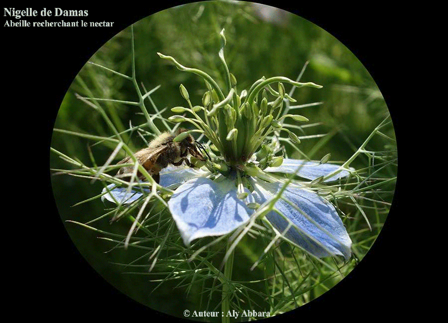 Fleur de la nigelle de Damas (Cheveux de Vénus) visitée par une abeille