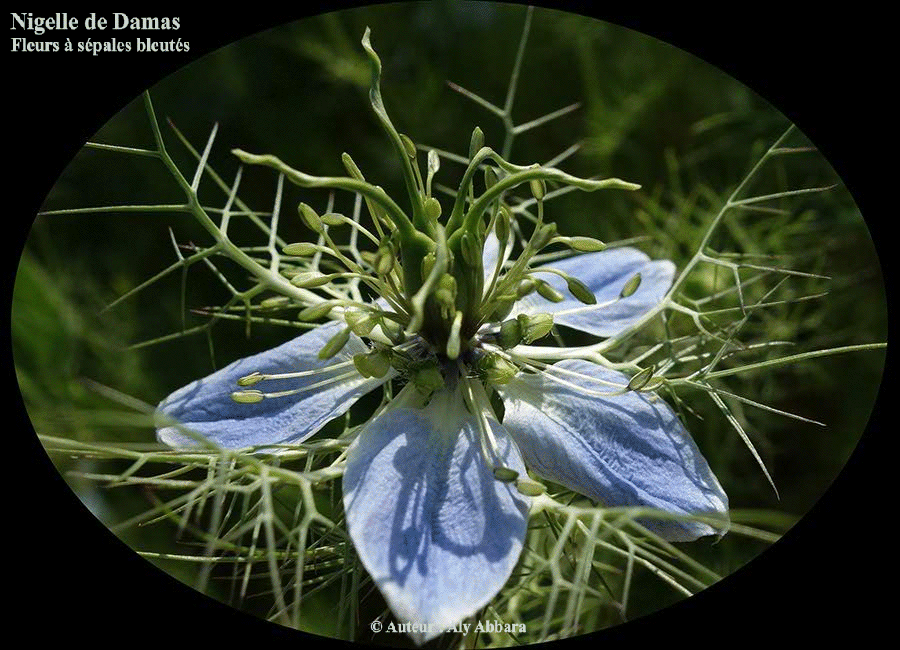 Fleur de la nigelle de Damas (Cheveux de Vénus) aux sépales de couleur bleu pâle