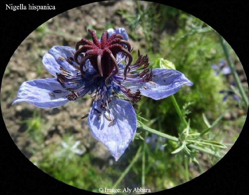 Nigelle d'Espagne (Nigella hispanica)