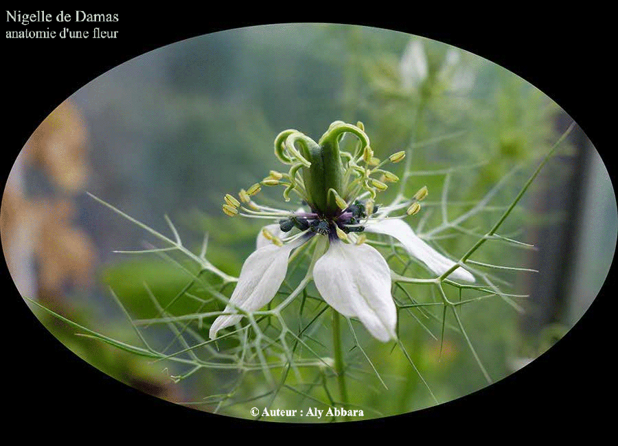 Fleur de la nigelle de Damas (Cheveux de Vénus) - Description anatomique des fleurs