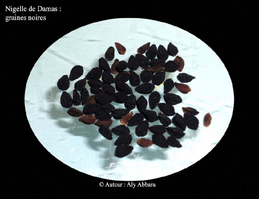 Graines noires de la Nigelle de Damas (Syrie) - Nigella damascena