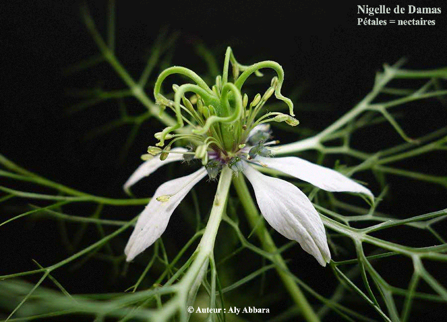 Fleur de la nigelle de Damas (Cheveux de Vénus) - Anatomie des nectaires