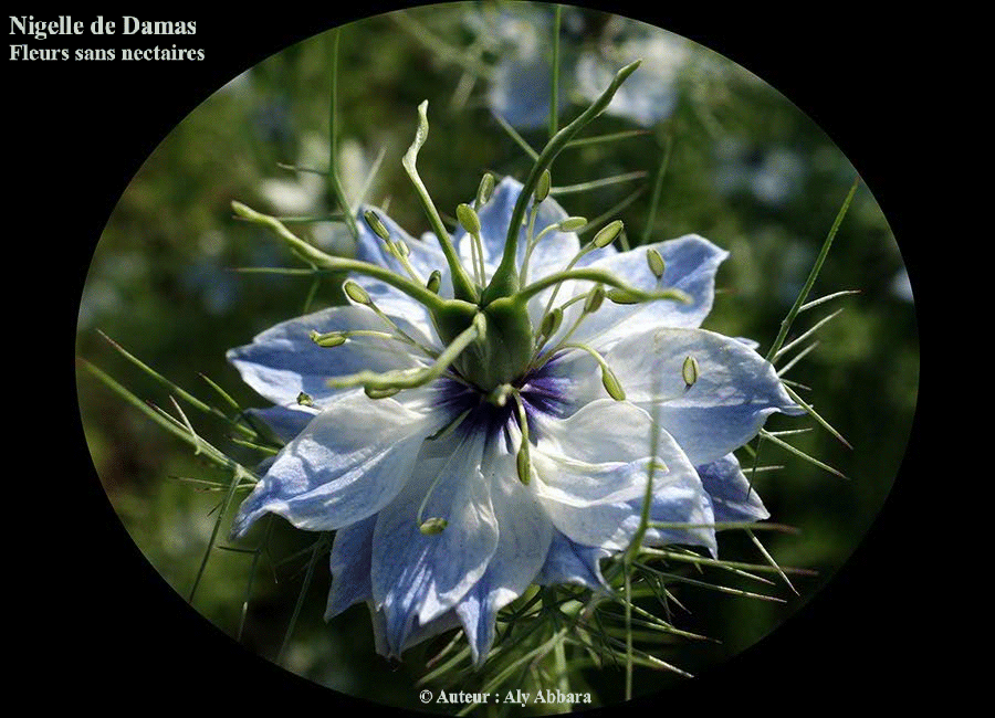 Fleurs bleues de la nigelle de Damas (Cheveux de Vénus) sans nectaires