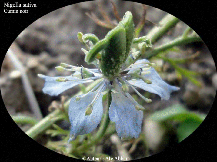 Nigella sativa - Nigelle cultivée - cumin noir - tout-épices - quatre-épices - poivrette