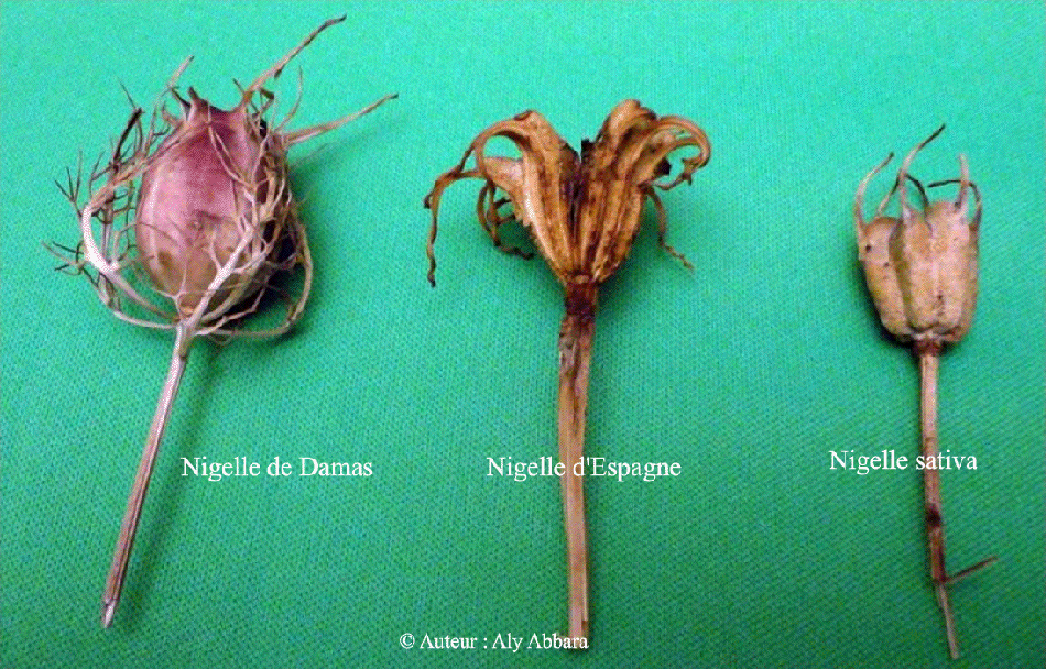 Images comparant les fruits (gousses de graines) des trois nigelles les plus connues :  Nigelle de Damas, Nigelle d'Espagne et Nigella sativa