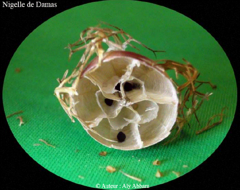 Images comparant les fruits (gousses de graines) des trois nigelles les plus connues :  Nigelle de Damas, Nigelle d'Espagne et Nigella sativa