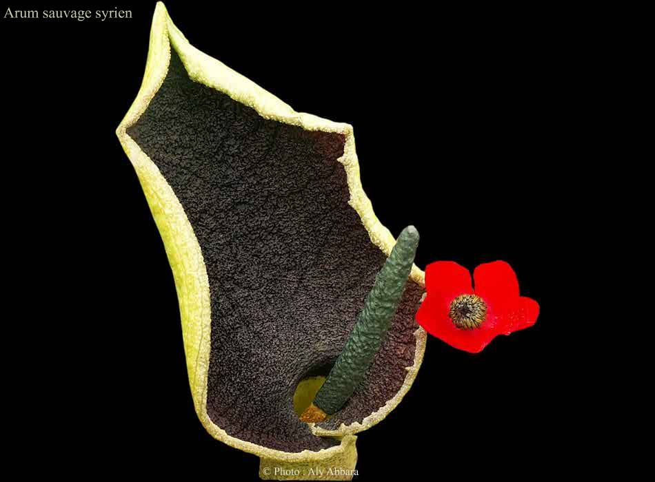 Arum sauvage  de Syrie (Arum syriaca)  : نبات  اللوف البري السوري