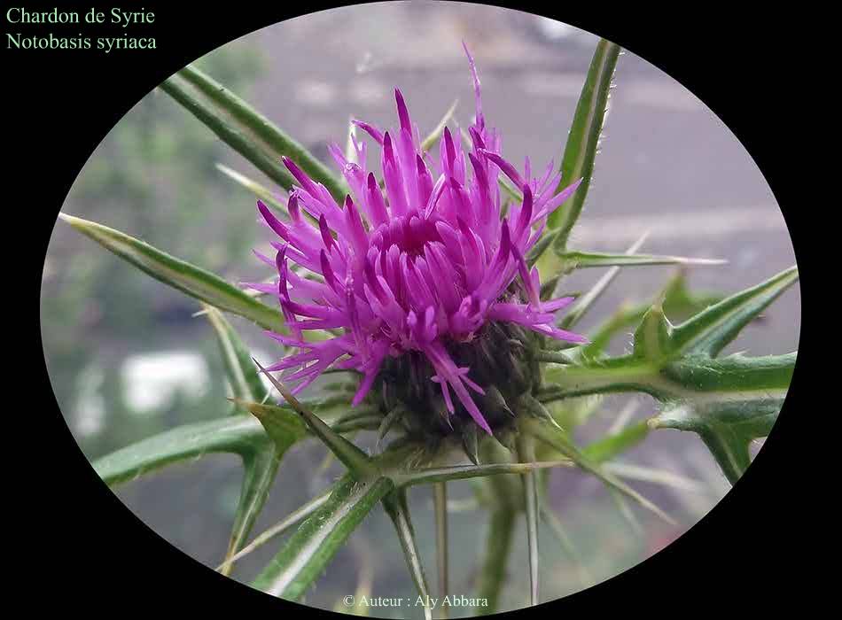 Chardon de Syrie (notobasis syriaca) : نبات الشوك السوري