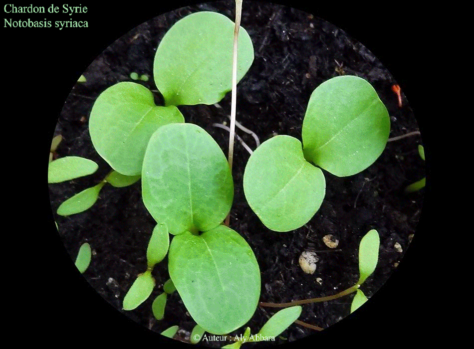 Chardon de Syrie (notobasis syriaca)
