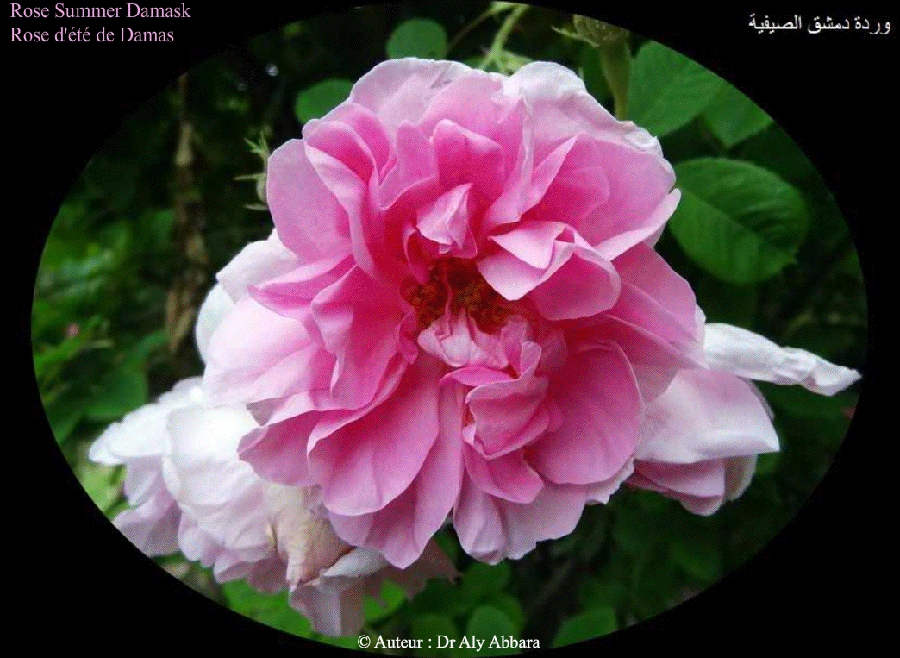 Rose  Summer Damask - وردة دمشق الصيفية - La rose d'été de Damas
