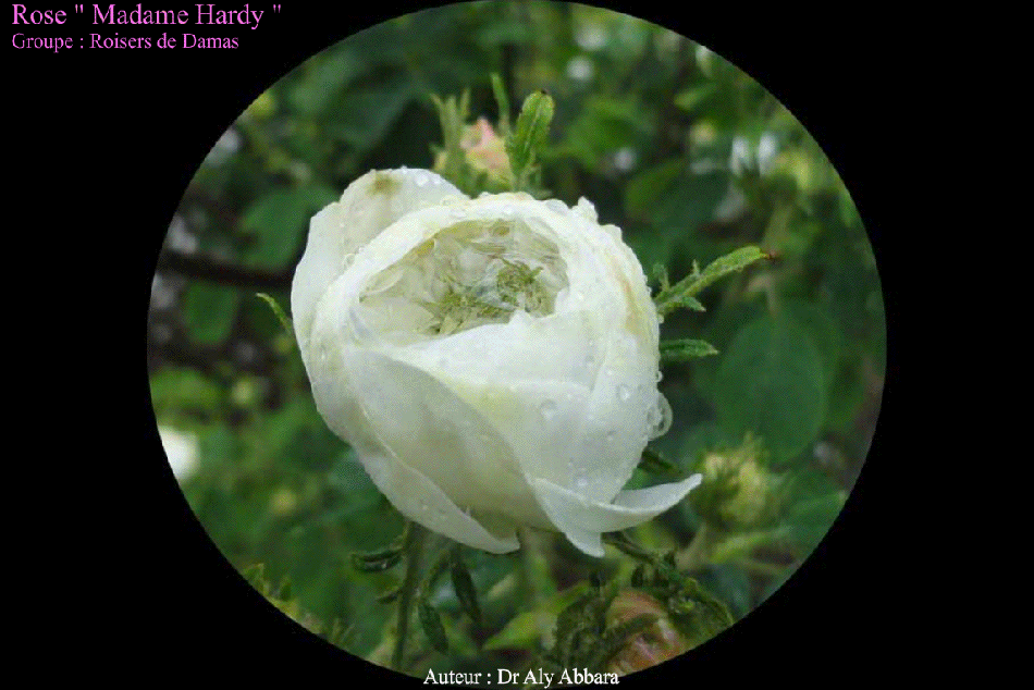 Rose Madame Hardy - Groupe des Rosiers de Damas